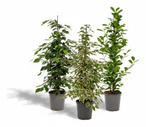 Ficus Benjamina - Danielle/Twilight/Microcarpa Moclame Krukväxt