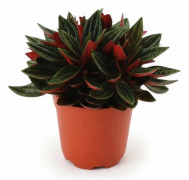 Aloe Vera & Peperomia Rosso Växtset - 4-pack - Ø10,5 cm - H10 cm