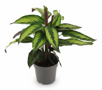 Calathea Majestica Princeps Krukväxt Ø14 cm, 45 cm Hög