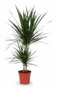 Dracena Marginata Krukväxt Ø17 cm, Höjd ca 75 cm