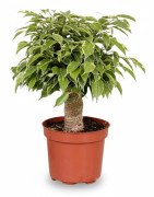 Ficus Benjamina 'Kinky' Krukväxt Ø12 cm, Höjd ca 28 cm