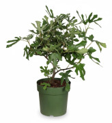Ekologisk Fikonträd (Ficus carica) i Kruka Ø23 cm, Höjd ca 50 cm