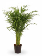 Areca Palm - Luftrenande Inomhusväxt - Ø21 cm, 110 cm Hög