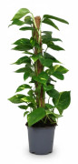 Guldranka (Scindapsus Epipremnum) Krukväxt Ø19 cm, Höjd ca 80 cm