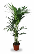 Howea Forsteriana Krukväxt Ø21 cm, Höjd ca 120 cm