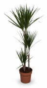 Dracaena Marginata Krukväxt Ø21cm Höjd ca 120cm