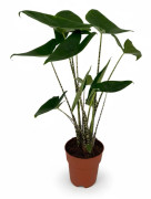 Alocasia Zebrina Krukväxt Ø19 cm, Höjd ca 75 cm