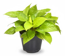 Homalomena Krukväxt Ø15 cm, Höjd ca 30 cm - Lättskött Grönska