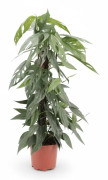 Epipremnum Pinnatum 'Cebu Blue' Krukväxt Ø17 cm, Höjd ca 65 cm
