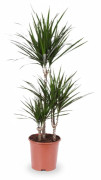 Dracaena Marginata 115 cm - Krukväxt Ø21 cm
