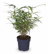 Bambu Fargesia Rufa Ø29cm Höjd ca 80cm Kruka Ø14cm Höjd ca 40cm