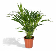 Areca Guldpalm Ø17 cm, Höjd ca 60 cm - Grönskande Inomhusväxt