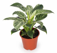 Philodendron Birkin Krukväxt Ø14 cm, Höjd ca 25 cm
