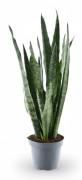 Sansevieria Zeylanica 55 cm - Robust Inomhusväxt Ø14 cm