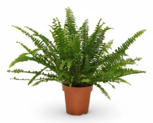 Ormbunke (Nephrolepis) i Kruka Ø12 cm, Höjd ca 30 cm
