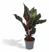 Calathea Ornata Krukväxt Ø14 cm, Höjd ca 50 cm - Elegant och Lättskött