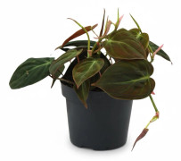 Philodendron Micans Krukväxt Ø12 cm Höjd ca 15 cm