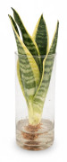 Sansevieria i cylinderformad glasvas Ø12 cm, Höjd ca 30 cm