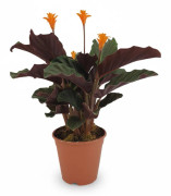 Calathea Crocata Krukväxt Ø14 cm, Höjd ca 40 cm – Levande Inredning