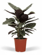 2-pack Calathea Ornata Växter 50 cm med Kruka Ø14 cm