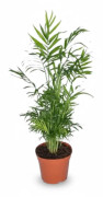 Bergpalm Chamaedorea Elegans Ø17 cm, Höjd ca 55 cm