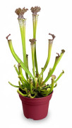 Sarracenia Farnhamii - Köttätande Växt Ø12 cm, Höjd ca 40 cm