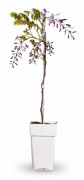 2-pack Blåregn 'Caroline' 65 cm i kruka Ø15 cm