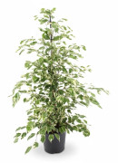 Ficus Benjamina Krukväxt Ø21 cm, Höjd ca 95 cm