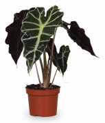 Alocasia Amazonica Krukväxt Ø12 cm, Höjd ca 30 cm