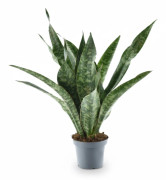 Sansevieria Aubrytniana - 55 cm hög - 14 cm kruka