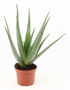 Aloe Vera Växt Ø19 cm, Höjd ca 70 cm