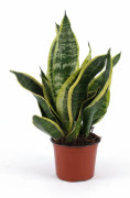 Sansevieria Futura Superba - Stilren Inomhusväxt Ø12cm, Höjd ca 35cm