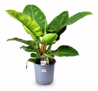 Philodendron Imperial Green Krukväxt Ø19cm, Höjd ca 55cm