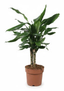 Dracaena Fragrans Steudneri - Grönväxt Ø17 cm, Höjd ca 55 cm