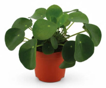 4-pack Krukväxter: 2 Aloe, Ø10,5 cm, Höjd ca 10 cm