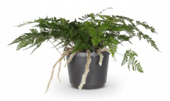Davallia bullata - Paardenstaart Varen i Ø17 cm Kruka, Höjd ca