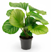 Calathea Orbifolia Krukväxt Ø14 cm, Höjd ca 50 cm