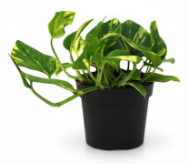 Scindapsus N'Joy Gold Krukväxt Ø12 cm, Höjd ca 25 cm