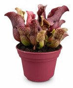 Köttätande Växt Sarracenia i Kruka Ø12 cm, Höjd ca 20 cm