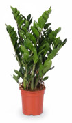Zamioculcas Zamiifolia Krukväxt Ø21 cm Höjd ca 95 cm