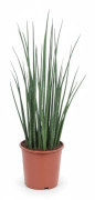 Sansevieria Mikado 70 cm - Krukväxt Ø19 cm