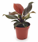 Philodendron Imperial Red Krukväxt Ø12cm, Höjd ca 25cm
