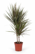 Dracaena Bicolor Krukväxt Ø17 cm, Höjd ca 75 cm
