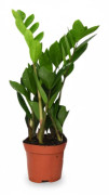 Zamioculcas Zamiifolia Krukväxt Ø12 cm, Höjd ca 40 cm