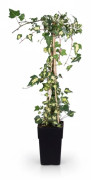 4-pack Murgröna 'Dentata Variegata' 65 cm i 15 cm kruka