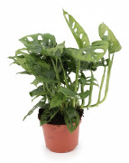 Monstera Deliciosa Krukväxt Ø12 cm, Höjd ca 30 cm