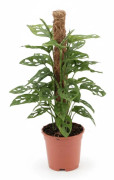 Monstera Växt i Kruka Ø17 cm, Höjd ca 60 cm