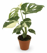 Philodendron Krukväxt med Brokiga Blad Ø15cm, Höjd ca 50cm