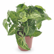 Syngonium Arrow Växt Ø12cm, Höjd ca 25cm - Grön Inomhusväxt