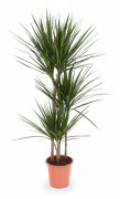 Dracaena Marginata Krukväxt Ø21 cm Höjd ca 120 cm